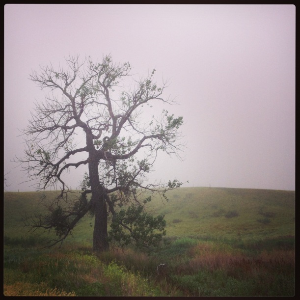 Cottonwood in the fog.