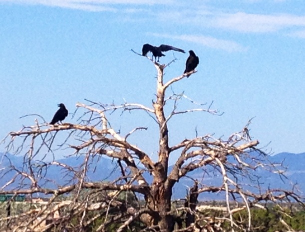 Ravens along the trail of my running path. 