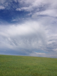 Prairie in summer.