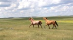 Horses on prairie.