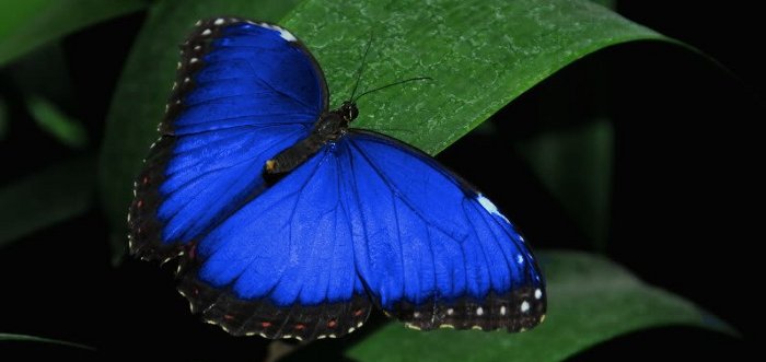 Morpho Butterfly of South America